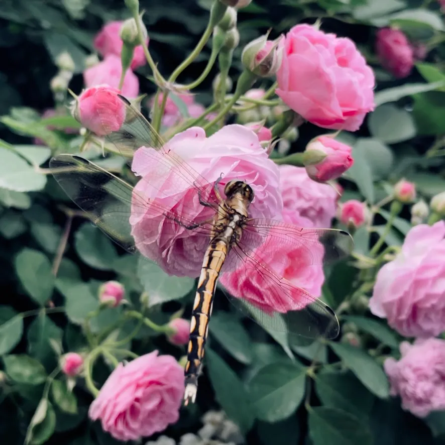蜻蜓