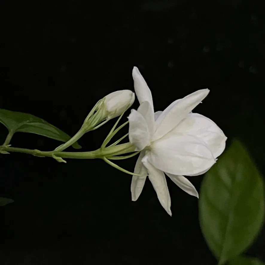茉莉
