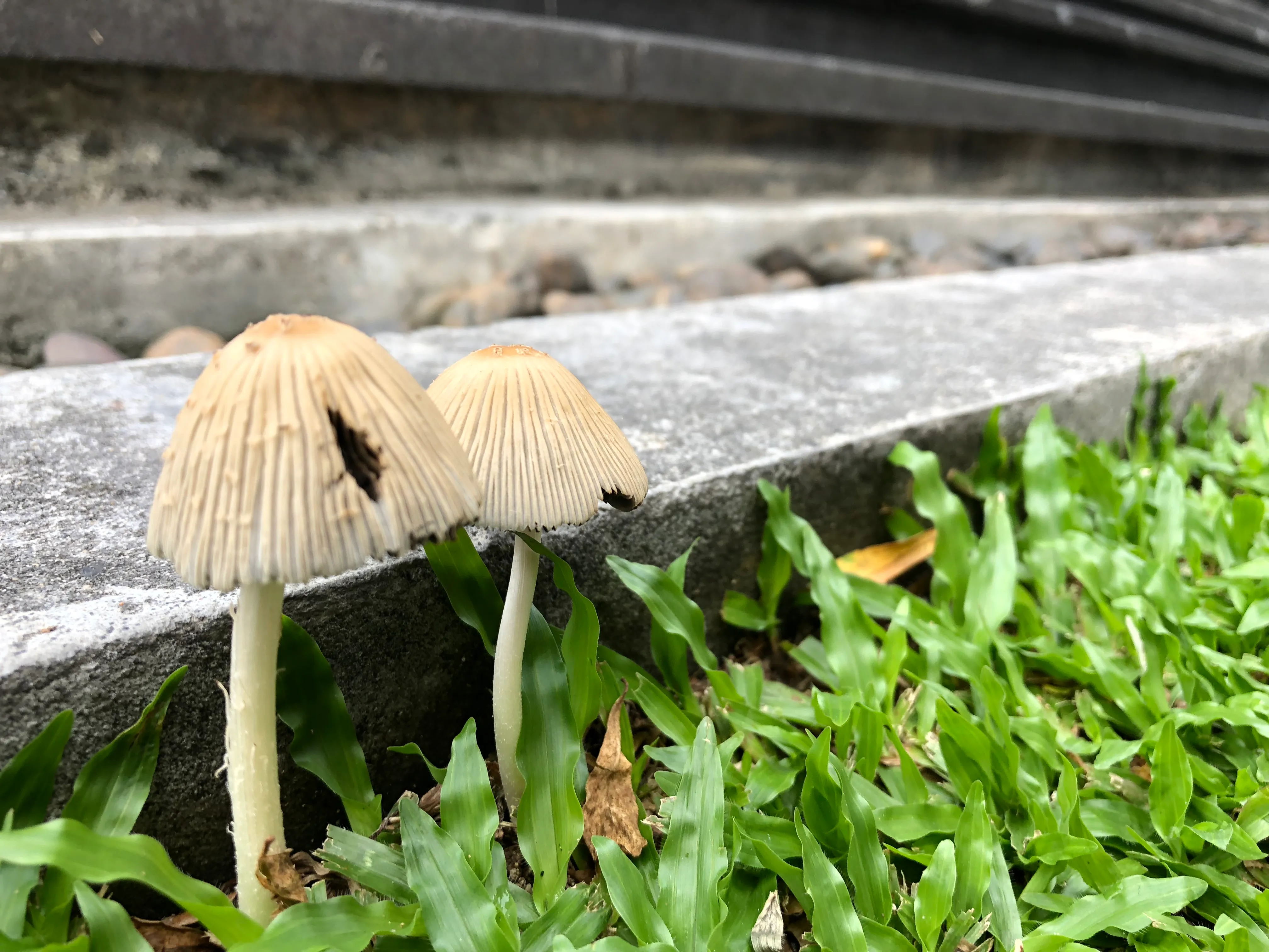 蘑菇